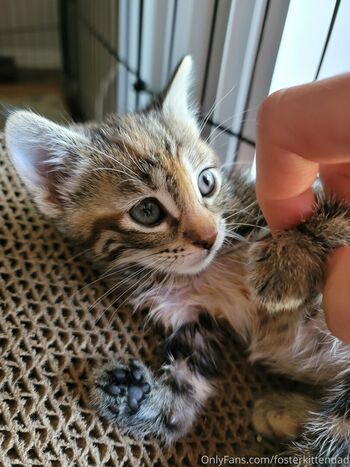 fosterkittendad