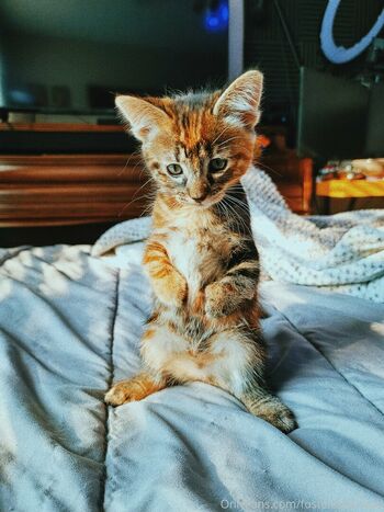 fosterkittendad