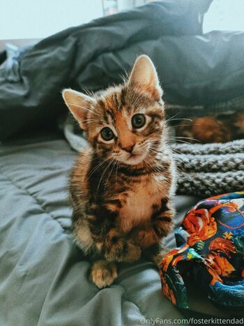 fosterkittendad