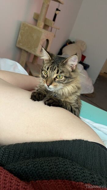 tikalovexo